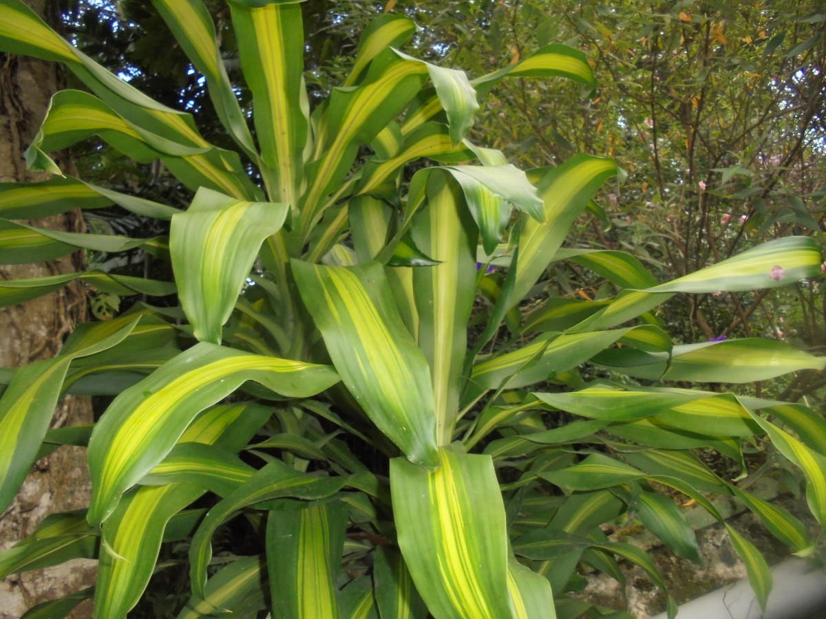 Dracaena fragrans (L.) Ker Gawl.